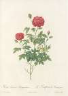 Rosa Pomponia Burgundiaca