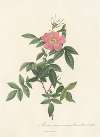 Rosa Reclinata Flore Simplici