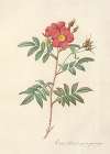 Rosa Redutea Rubescens