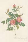 Rosa Rubiginosa Flore Semi-Pleno
