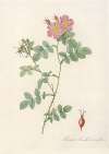 Rosa Rubiginosa Triflora