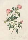 Rosa Sepium Flore Submultiplici