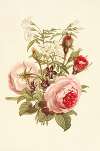 Moss Rose, Sweet-scented Violet, White Jasmine