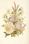 Periwinkle, Snowdrop, White Rose, Common Heath
