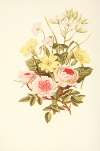 Pompon Rose, Star of Bethlehem, Primrose, Wood Sorrel