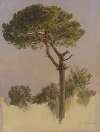 Pinienbaum bei S. Nicola da Tolentino in Rom