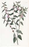 Axillary-flowered Vernonia