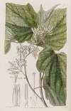 Begonia-leaved Marlea