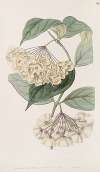 Bell-flowered Hoya