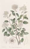 Bilberry-leaved Spiraea