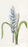 Blue-flowering pallid Lachenalia