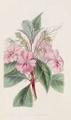 Broad-petaled Balsam