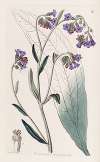 Bugloss-flowered Houndstongue