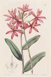 Cinnabar Epidendrum