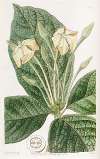 Cloth-leaved Gardenia