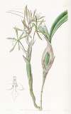 Club-stemmed Epidendrum