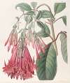 Cluster-flowered Fuchsia
