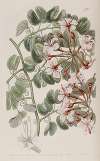 Corymb-flowering Baukinia