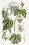 Cotton-leaved Passionflower