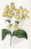 Crenate-flowered Calceolaria