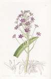 Cupani’s Squill