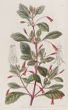 Cyclindrical-flowered Fuchsia