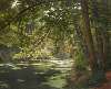 A sunlit woodland river