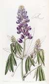 Drooping-leaved Lupine