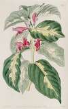 East Indian Caricature Plant