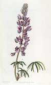 Fine-leaved Lupin