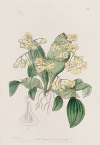 Flat-stemmed Dendrobium