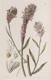 Foxtail Trichinium