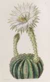 Glaucous Sweet-scented Porcupine Cactus