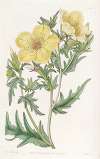 Golden-flowered Bartonia