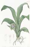 Green Maxillaria