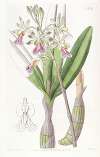 Hare-lipped Epidendrum
