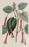 Heart-leaved Fuchsia