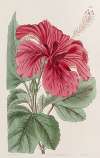 Hibiscus Cameroni-fulgens
