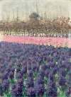 Hyacinths in Holland