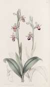 Horned Ophrys