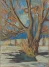 Study of a Bare Tree in the Winter