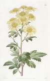 Indian Chrysanthemum