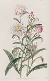 Large-flowered Helichrysum