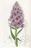 Leafy-spiked Orchis