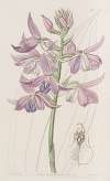 Lilac Calanthe