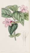 Lilac-flowered Ruellia