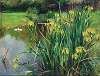 Yellow Irises by a Pond