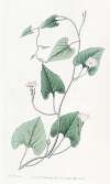 Mealy-stemmed convolvulus