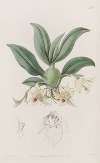 Messrs. Rollisson’s Maxillaria