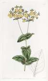 Mr. W. Herbert’s Calceolaria – Small-flowered variety